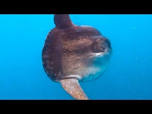 We find a HUGE OCEAN SUNFISH whilst out at Sea !
