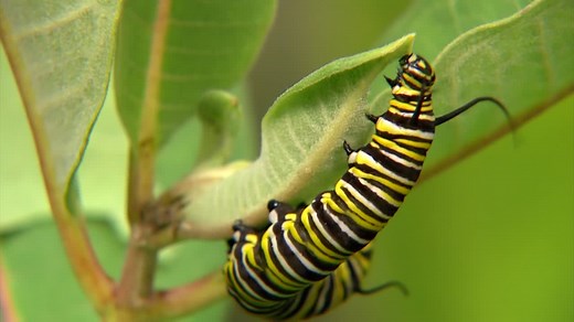 Free stock video - Close up of caterpillar