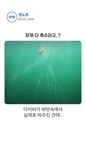 촉수 길이가 아파트 10층?? ;;