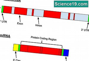 Introns vs Exons: Какви са приликите и разликите? 💫 Научно-Популярен Мултимедиен Портал. 2025