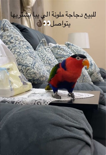 بيع وشراء ببغاء ودجاج ملون