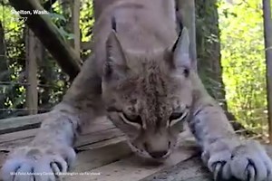 Bird Flu Kills 20 Big Cats at Washington Sanctuary