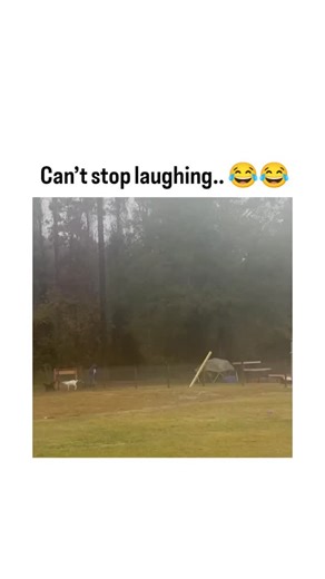 Rare Folio on Instagram: "The post shares a 59-second video of a hooded herder futilely wrangling a herd of goats into a pen on a misty farm, amassing 462,000 views and 6,000 likes in hours for its chaotic, laugh-out-loud goat antics. Goats' cunning escapes stem from high intelligence; a 2016 Queen Mary University study found they match dogs in learning tasks, while a 2025 analysis confirmed they outsmart sheep and alpacas in problem-solving. Viewer replies amplify the fun, joking about needing