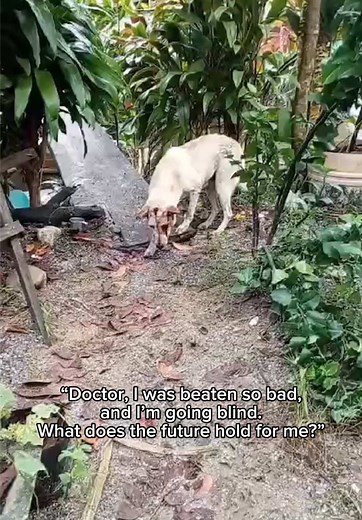 Gabbana's Resilience: The Story of a Blind Rescue Dog