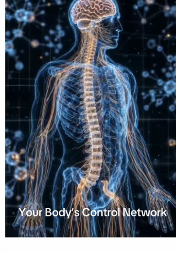 Understanding Your Body's Control Network