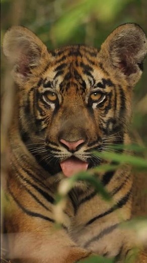 TIGERs In The Wild - Rare Close Encounter! Incredible Sighting -Wildlife Adventure in the Jungle!