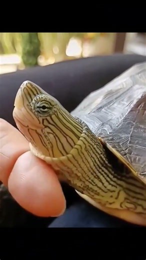 transition idéale ! 🤣 (bug chaîne)