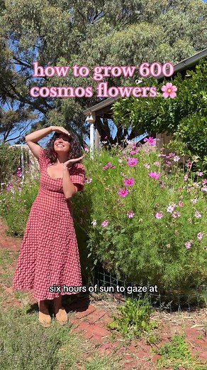 How to Grow 600 Cosmos Flowers and Create a Blooming Garden
