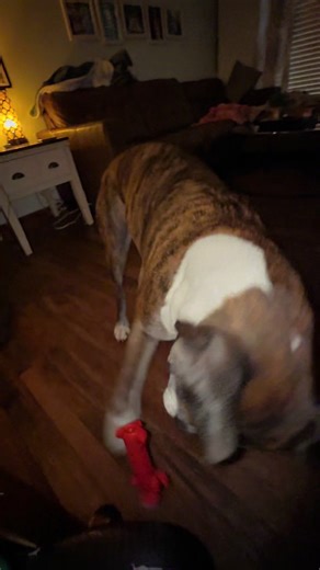 He loves his toys! #duketheboxer #dogsoftiktokviral #boxer #dog #dogtoysoftiktok