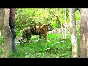 How Poaching Alters Tiger Behavior and Movements?