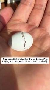 Helping a Mother Parrot Through a Difficult Egg-Laying.