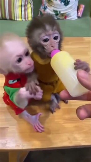 #shorts || don't fight over it