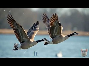 Kids Ask: Why Do Geese Migrate, Honk & Mate for Life? 🦢Fun Goose Facts for Kids! Educational Video