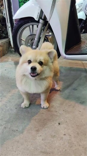 Who says dogs can't pose? 🐶 Look at this dog's amazing pose, it's enough to make you swoon! I thi...