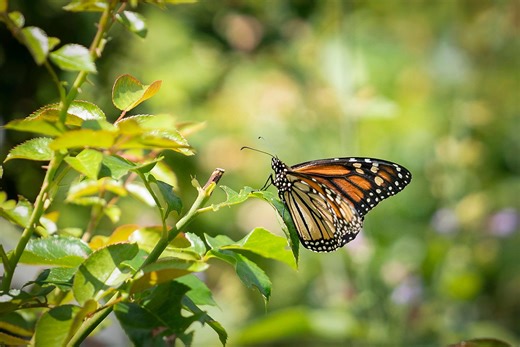 Colorful butterflies are nearing Michigan. Here's when to expect them