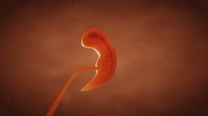 Human Embryo Fetus Growth Stock Footage Video (100% Royalty-free) 1010985956 | Shutterstock