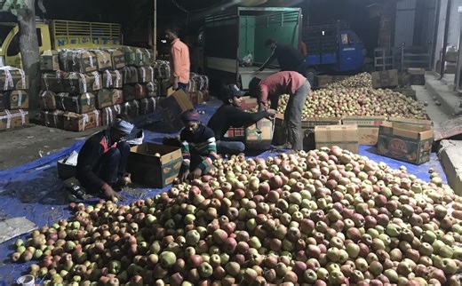 Jammu Kashmir: Apple Demand Surges as Prices Climb