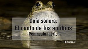 ✅ Guía sonora: el canto de los anfibios. ▷ Península Ibérica ◁