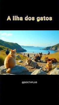 The Island of Cats #cats #cat #cutecats