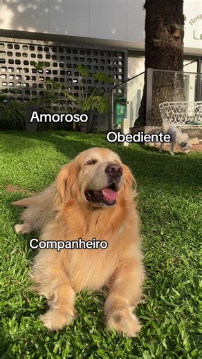 O Mundo Engraçado dos Cachorros Obedientes