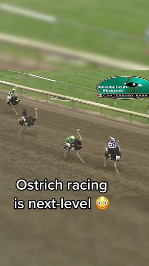 Exciting Ostrich Racing at Canterbury Park