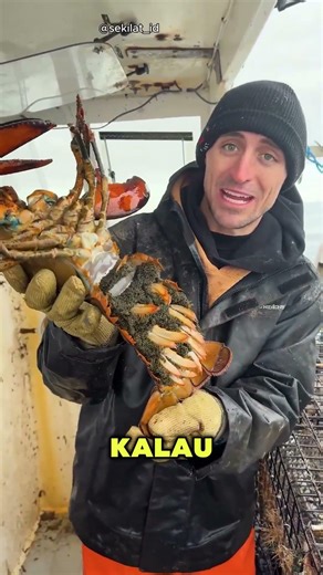 Kenapa Lobster Ini Tidak Jadi Diambil? #lobster #continue