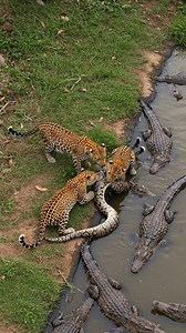 608K views · 2.1K reactions | Leopard a.ttack Python #wildlife #animals #wildanimals #documentary | Chhoy KimHouy | Facebook