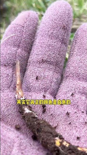 【shorts】185 虫草也会被牦牛吃掉，晒了太阳还会变黑，知道拉姆最近为啥黑了吗？