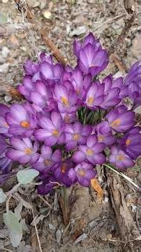Should I dig up crocus bulbs?🤔