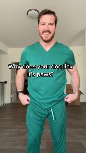 Understanding Why Dogs Lick Their Paws | Expert Vet Advice