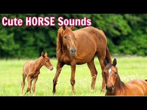 Horse Sounds - Discover Farm Animal Sounds