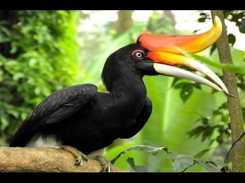 RHINOCEROS HORNBILL - Burung Enggang Kalimantan - RANGKONG BADAK [HD]