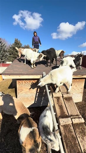 Goat boxing