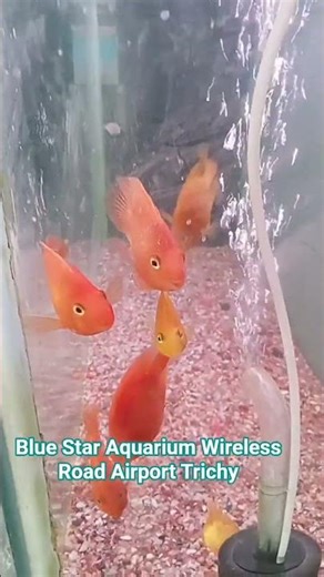 Red Parrot Fish available in blue star aquarium Wireless road Airport Trichy