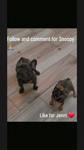 Snoopy: Jenni, you're always stealing my toys! It's a dog-eat-dog world out there, you know. Jenni: Oh, Snoopy, those toys were just begging for a little adventure! Besides, I thought you liked sharing. Snoopy: Sharing, sure, but you left my favorite chew toy out in the rain last week! Jenni: Well, it needed a bath, Snoopy! It was starting to smell like your socks. Snoopy: Hey, that's a low blow, Jenni. At least I don't snore like a freight train during nap time. Jenni: Oh, come on, Snoopy! It's