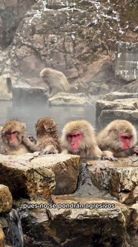 Visita al Parque de Monos de Nieve en Nagano, Japón