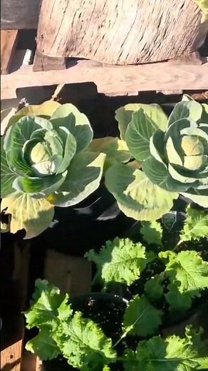 🥶 Florida Freeze vs My Garden! These Greens LOVED the Cold!