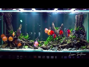 AMAZING 1,500 Liter Planted Discus Tank