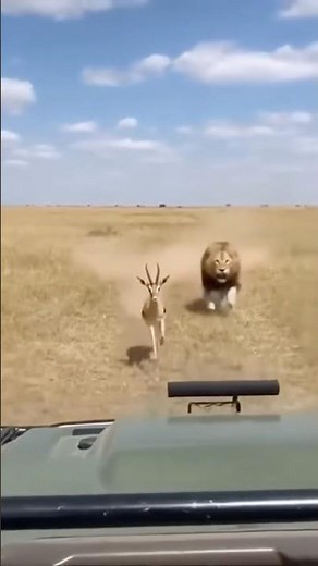 Lion Chases Gazelle — Gazelle LEAPS Into Jeep! 🐆🫣 #lion #wildlife #closecall #shorts