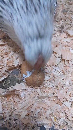Baby Chick Hatching and First Moments - Heartwarming Chickie Birth