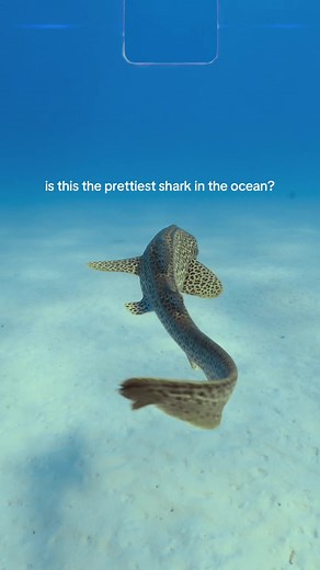 Discovering the Beautiful Leopard Shark in the Ocean
