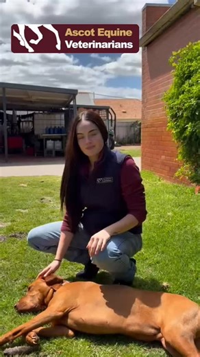 The celebrations continue for Veterinary Nurse and Technologist Week! 🎉 Today, meet more of our incredible nursing and support team — Jazmin, Shaila, Eeva, Skye, Alison, and Nadia 💚 From caring for foals in the middle of the night to keeping our patients comfortable and our hospital running smoothly, they bring compassion, dedication, and good humour to everything they do. We’re so grateful for all that you do — you’re the heartbeat of Ascot Equine 🐴💫 #lovewhatyoudodowhatyoulove #vetnurselif