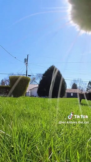 Adorable Cats Meowing Compilation for Cat Lovers