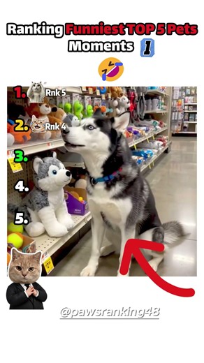 Ranking Funniest Cat & Dog Moments (part -1) 🤣