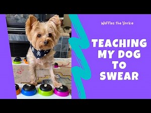 Teaching My Dog to Swear