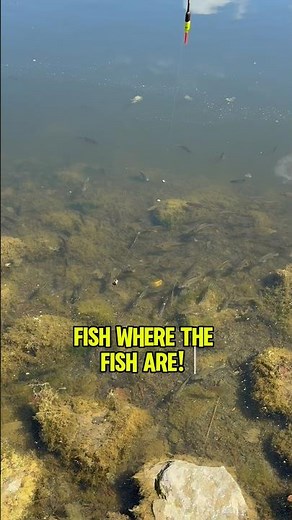 How To Catch A Bluegill In UNDER 1 Second! 🎣 #shorts #fishing