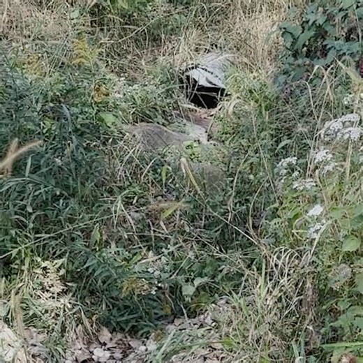 1.4K views · 44 reactions | There’s been a mink sighting at ALNC! ...