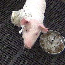 Video: Long-Term Catheterization of the Intestinal Lymph Trunk and Collection of Lymph in Neonatal Pigs