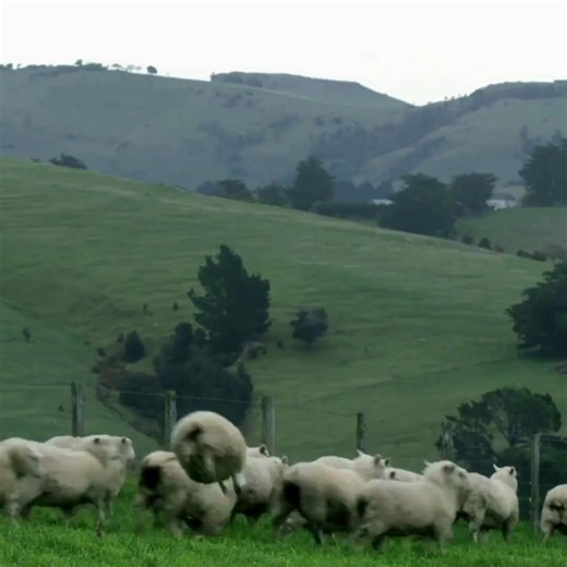 ✨ Online learning module on the principles of feeding - from lambing to weaning ✨ This module will help you understand: 🐑 How a ewe’s’ feed intake during lactation impacts on lamb weaning weights 🐑 How to work with your available feed to get the best possible weaning weights 🐑 How to recognise target pasture cover throughout the year 🐑 What other factors to consider when making weaning decisions. Stay prepared this spring: https://beeflambnz.com/knowledge-hub/module/principles-feeding-lambin