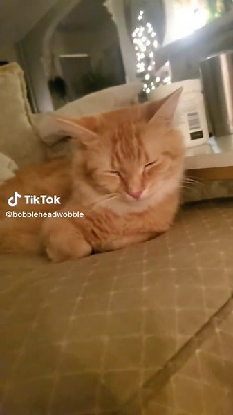 wobble is not very wobbly when sleepy #wobblycat #ch #bobbleheadwobble